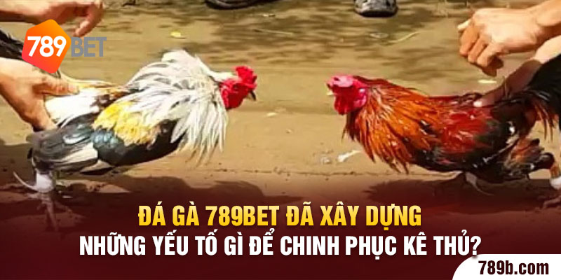 Đá gà 789BET đã xây dựng những yếu tố gì để chinh phục kê thủ?