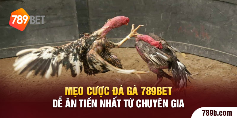 Mẹo cược đá gà 789BET dễ ăn tiền nhất từ chuyên gia