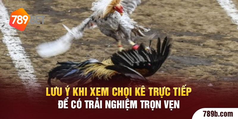 Lưu ý khi xem chọi kê trực tiếp để có trải nghiệm trọn vẹn