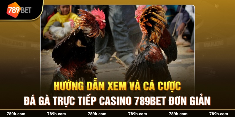 Hướng dẫn xem và cá cược đá gà trực tiếp casino đơn giản