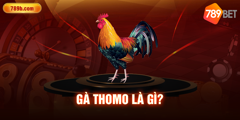 Gà Thomo là gì?