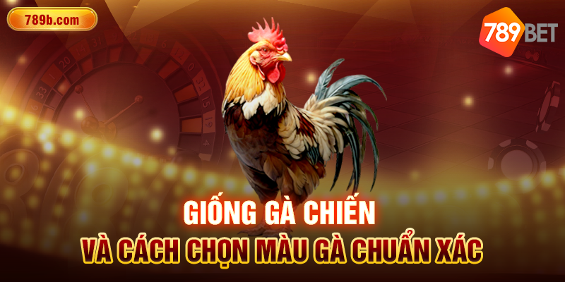 Giống gà chiến và cách chọn màu gà chuẩn xác