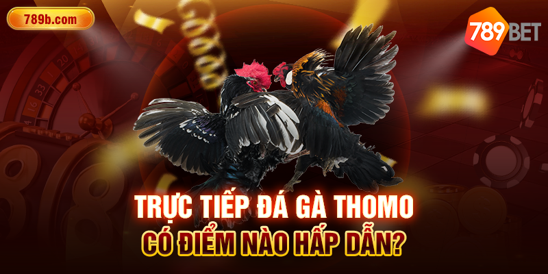 Trực tiếp đá gà Thomo có điểm nào hấp dẫn?