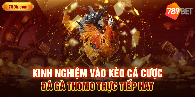 Kinh nghiệm vào kèo cá cược đá gà Thomo trực tiếp hay