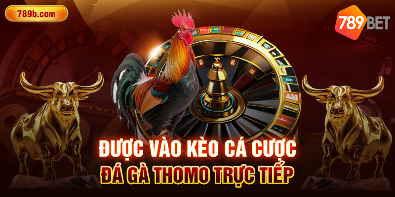 Được vào kèo cá cược đá gà Thomo trực tiếp